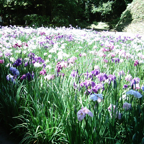 Iris field [ Meigetsu-in / Kamakura ]