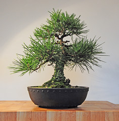 Japanese Black Pine Bonsai Tree (Pinus thunbergii)