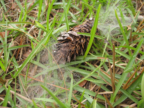 Spiderwebs in the grass at Mehrhof Hall