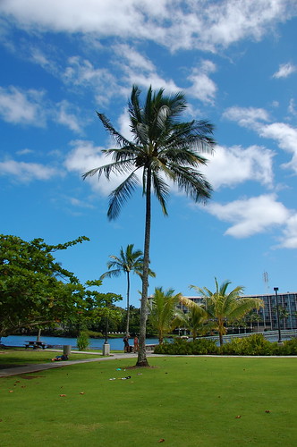 2008Oct - Coconut Tree