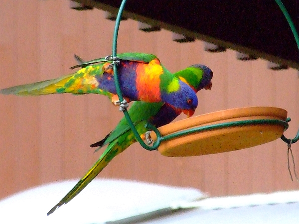 parrots on swing set 05