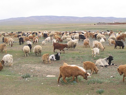 Mongolia sheep