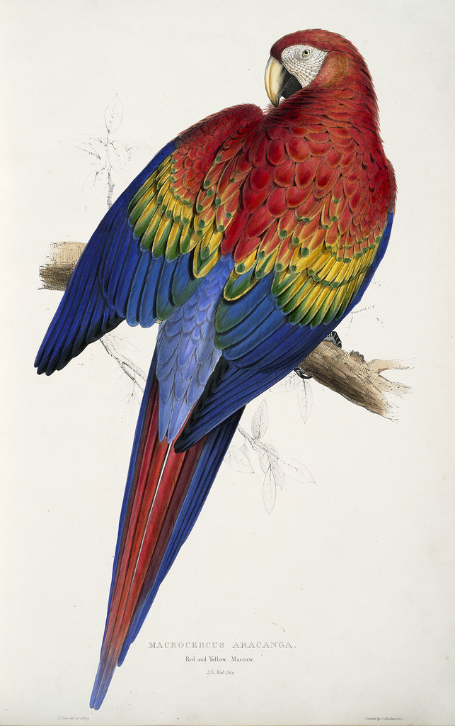 19th century colour lithography of parrot