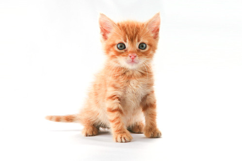 フリー画像 動物写真 哺乳類 ネコ科 猫 ネコ 子猫 チャトラ フリー素材 画像素材なら 無料 フリー写真素材のフリーフォト