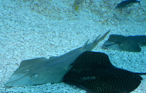 dubai mall aquarium shark. DubaiMall Aquarium 0648. DubaiMall Aquarium 0648