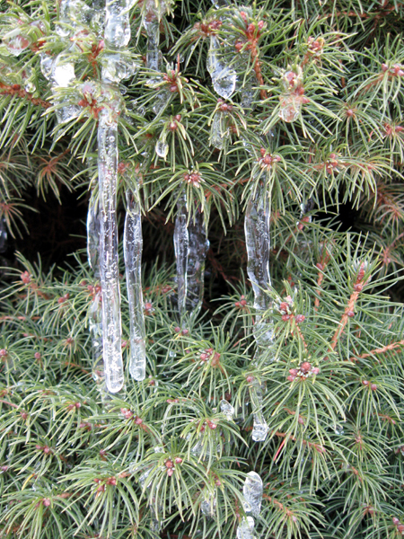 Icicles on Bush (Click to enlarge)
