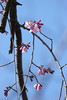 枝垂桜　開花