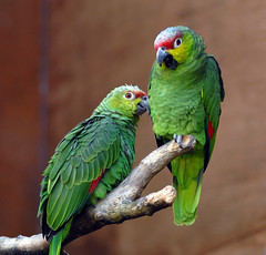 Papagali - CC BY Pokerbrit