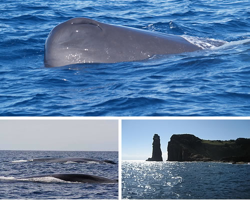 The Azores - whales