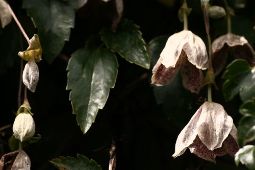 Winter Flowering Clemais cirrhosa