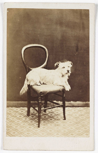 A Dog on a Chair par National Media Museum