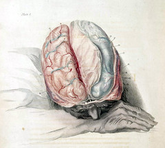Charles Bell: Anatomy of the Brain, c. 1802