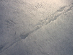 quail tracks w/ wing marks