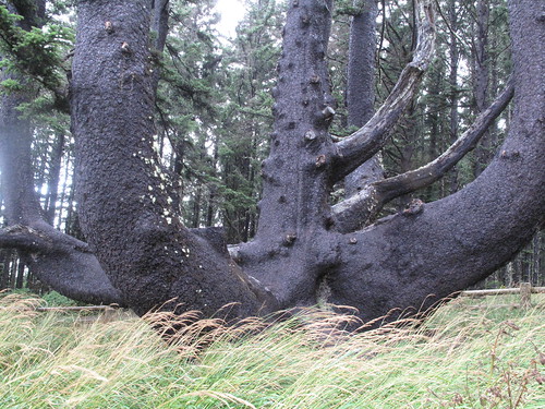 pacific northwest tree octopus hoax. pacific The+octopus+tree