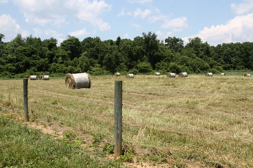 Excess forage was harvested for hay