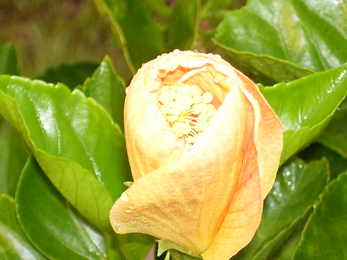 Yellow Hibiscus Bud