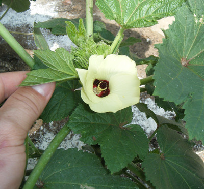 Okra blooming pictures.