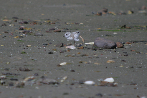 Piping Plover Young