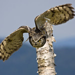 Great horned owl in flight - Grand-duc d'Amérique en vol