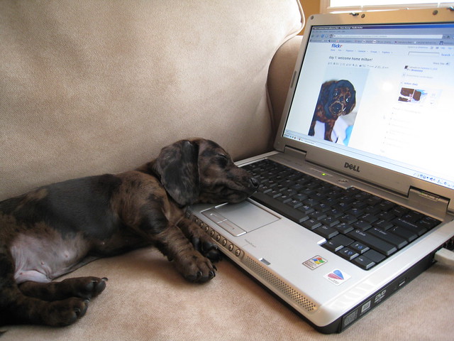 dog using a computer sleeping