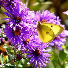 A Sulphur Butterfly: Liberty State Park