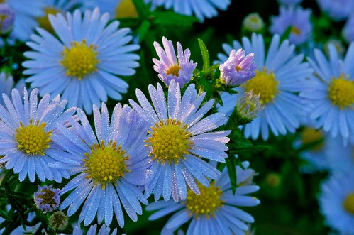 Aster flower covered in early morning dew