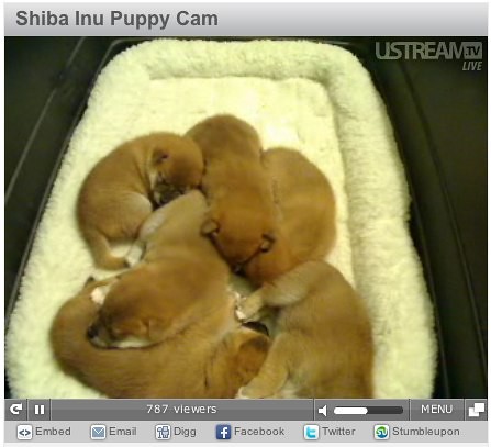 shiba inu puppy. Shiba Inu Puppy Cam