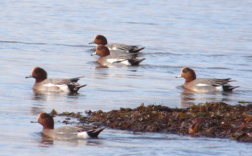 Wigeon on Seamill shore