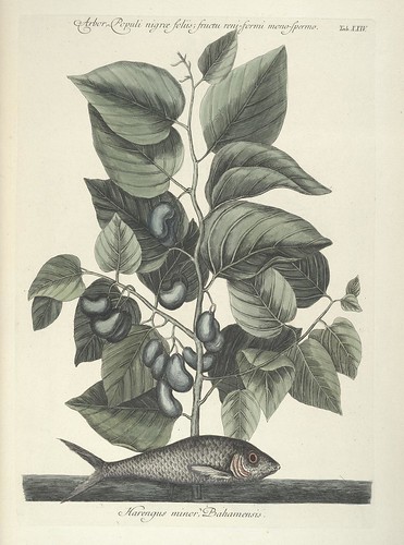 Harengus minor Bahamensis