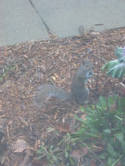 Squirrel that digs up the mulch