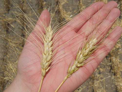 Wheat comparison