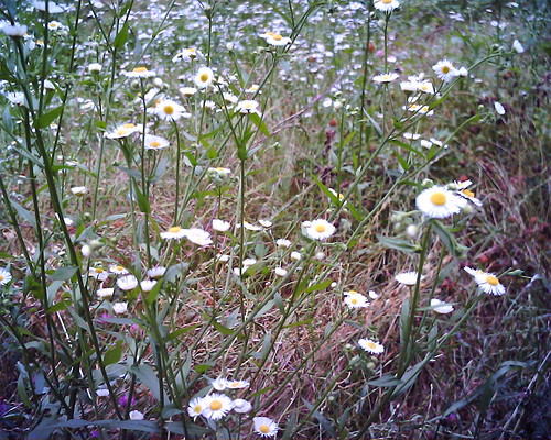 【写真】VQ1005で撮影した白い花の雑草