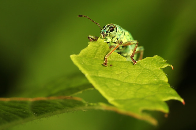 Green Immigrant Leaf Weevil (Polydrusus sericeus)