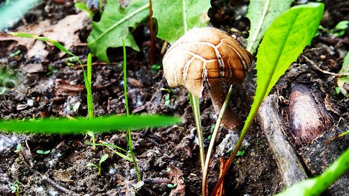 Mushroom ©  Ivan T