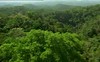 bosque tropical rainforest