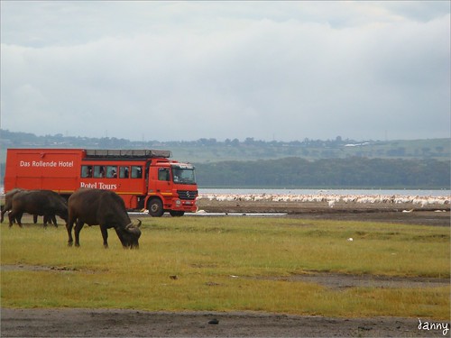 你拍攝的 7 Lake Nakuru - African Buffalo。