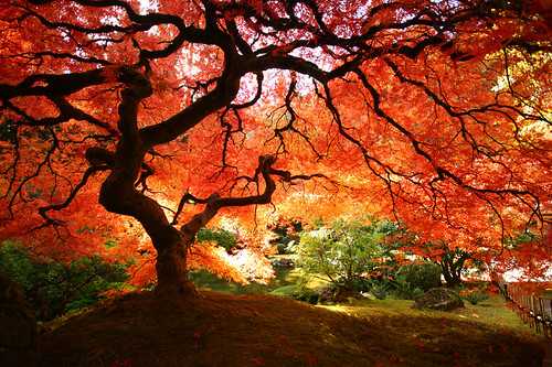 japanese maple leaf tree. japanese maple tree by