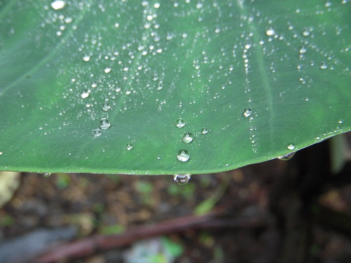 The leaf of taro - 07