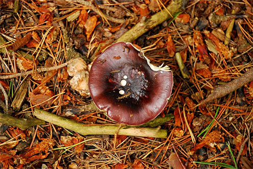mushroom5