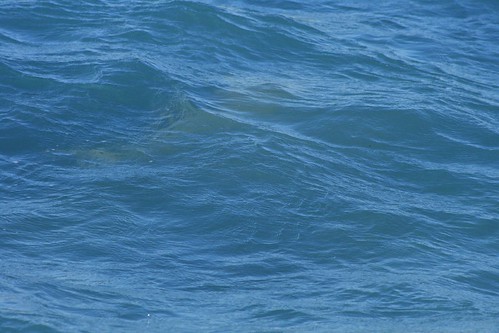There is a shark in this photo.