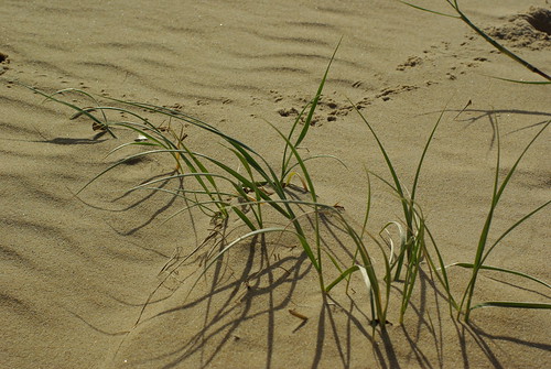 Beach Detail