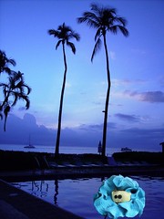 swatchy+in+Hawaii+copy