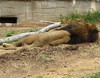 Sleeping Lion  - Tulsa Zoo
