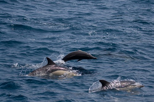 More Dolphins