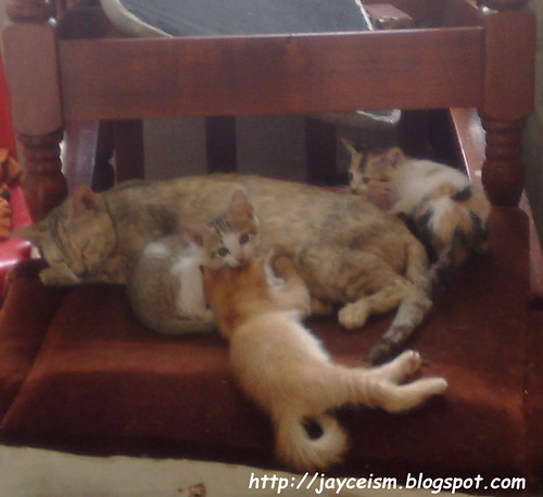 kittens with mum
