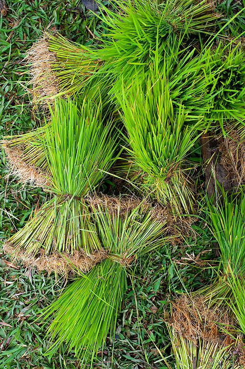Rice being transplanted, Plain of Jars, Phonsavan, Laos
