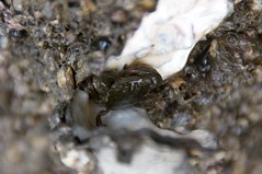 牡蠣の貝殻に隠れる