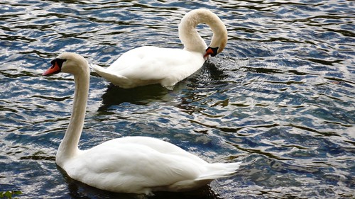 Swans on the River Aare, Solothurn