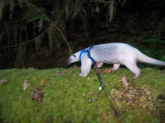 Mossy logs, the anteater highway