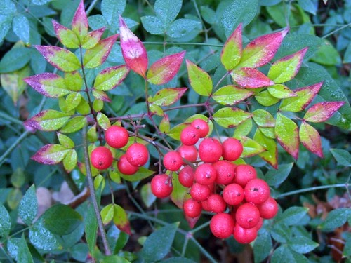 nandina berries